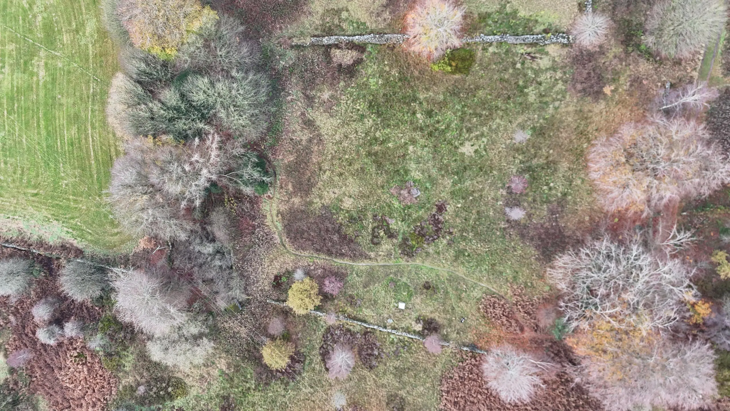 Aerial view of woodland and grassland with scattered trees and undergrowth